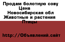 Продам болотную сову  › Цена ­ 6 000 - Новосибирская обл. Животные и растения » Птицы   